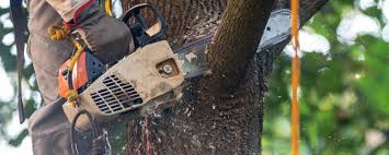 Best Utility Line Clearance  in Pasadena, CA