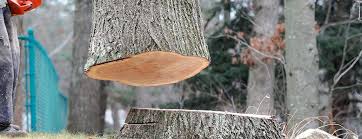 Best Tree Trimming and Pruning  in Pasadena, CA