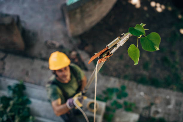 Soil Testing and Treatment in Pasadena, CA