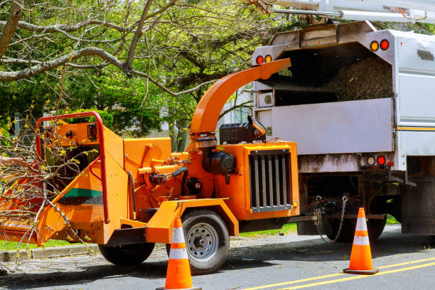 Professional Tree Services in Pasadena, CA