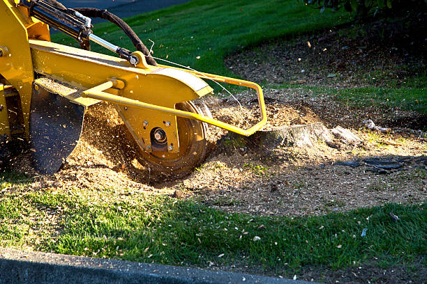 Lawn Irrigation Installation and Maintenance in Pasadena, CA